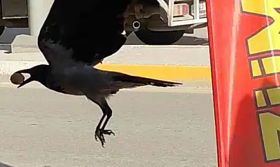 Ceviz çalan karga kameralara yakalandı