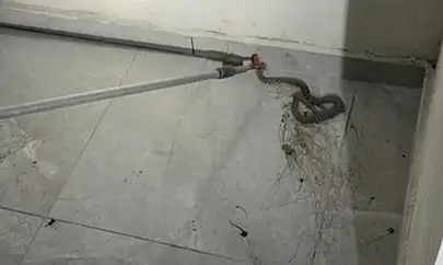 Elazığ'da apartmanda görülen yılan paniğe neden oldu