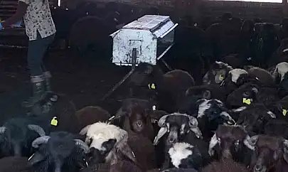 Elazığ'da aşılama ve küpeleme çalışmaları sürüyor