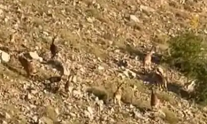 Elazığ'da dağ keçileri görüntülendi