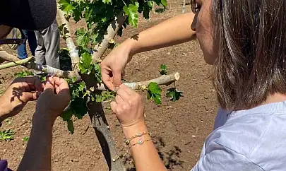 Elazığ'da dut bahçelerinde aşılama çalışması