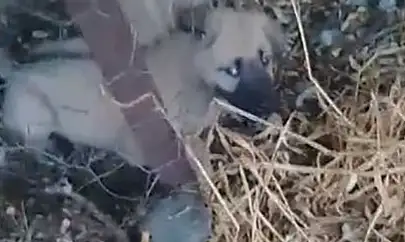 Elazığ'da kafasını tel örgülere sıkıştıran yavru köpeği vatandaşlar kurtardı