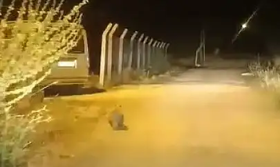 Elazığ'da kırmızı listede bulunan porsuk görüldü