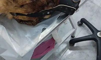 Isırdığını iddia ettiği köpeği silahla vurdu, sahipleri şikayetçi oldu