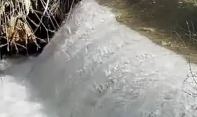 Siraz balıklarının akıntıya karşı göçü başladı