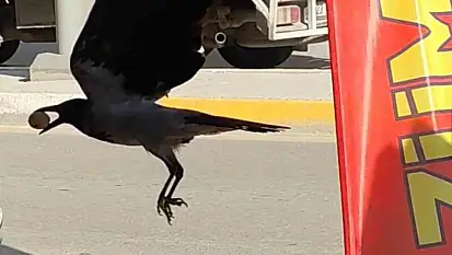 Ceviz çalan karga kameralara yakalandı