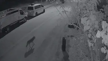 Elazığ'da aç kalan kurt, şehir merkezine indi