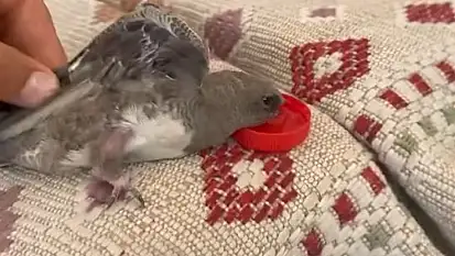 Elazığ'da ebabile su veren esnafın heyecanı gülümsetti