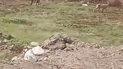 Elazığ'da dağ keçileri görüldü