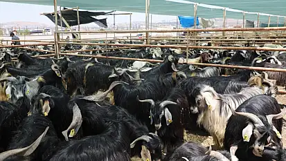 Elazığ'da kurban kesim alanları açıklandı