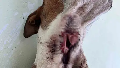 Yaban domuzları köpekleri hedef aldı