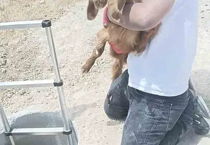 Elazığ'da kuyuya düşen keçi ve koyunları itfaiye kurtardı