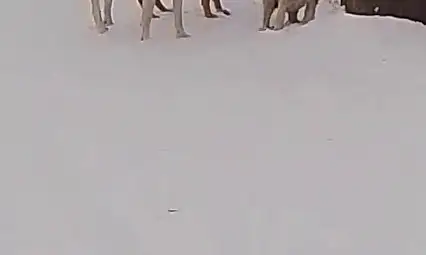 Boylarından büyük işe kalkıştılar: Yavru köpekler, köpek sürüsüne kafa tuttu