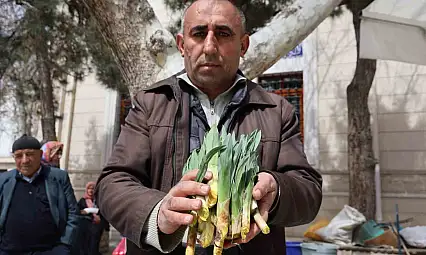 Doğal antibiyotik 'çiriş otu' tezgahlarda yerini aldı