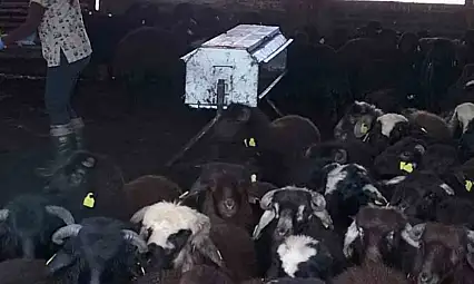 Elazığ'da aşılama ve küpeleme çalışmaları sürüyor