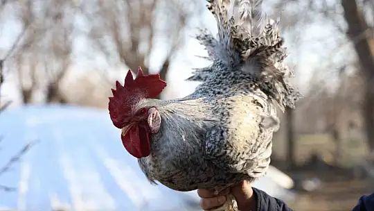 Kesilmekten 'Anne' diye bağırarak kurtuldu