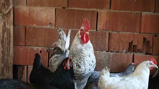Kesilmekten 'Anne' diye bağırarak kurtuldu