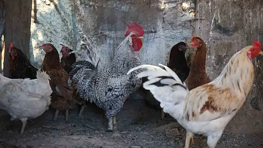 Kesilmekten 'Anne' diye bağırarak kurtuldu