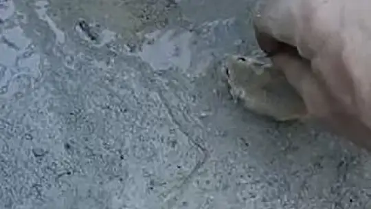 'Düşmanı' yakalamak için tuzak kurup bekledi, yakalayınca elleri ile besledi