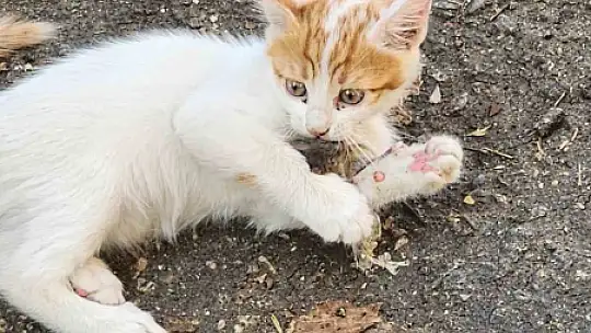 'Kedinin fareyle oynadığı gibi oynamak' deyimi Elazığ'da hayat buldu