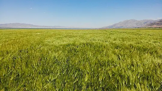 12 yıl önceki kuraklık tekrar baş gösterdi, kuruyan baraj havzasında tarıma başlandı