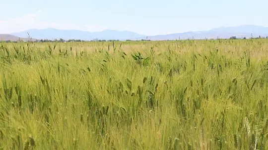 12 yıl önceki kuraklık tekrar baş gösterdi, kuruyan baraj havzasında tarıma başlandı