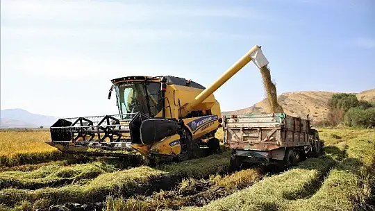 150 gün suyun içinde yetişen pirinçte hasat zamanı