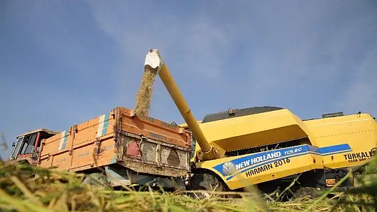 150 gün suyun içinde yetişen pirinçte hasat zamanı