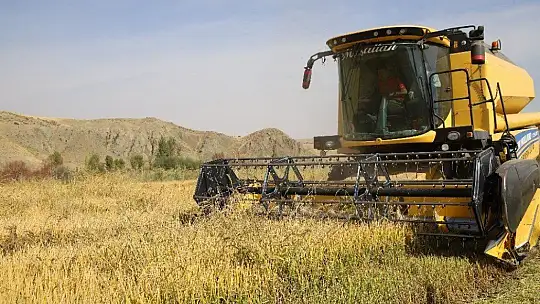 150 gün suyun içinde yetişen pirinçte hasat zamanı