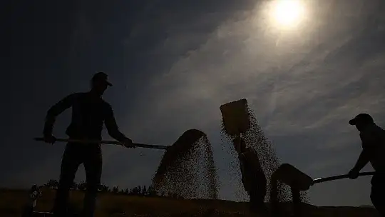 150 gün suyun içinde yetişen pirinçte hasat zamanı