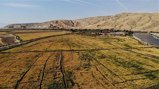 150 gün suyun içinde yetişen pirinçte hasat zamanı