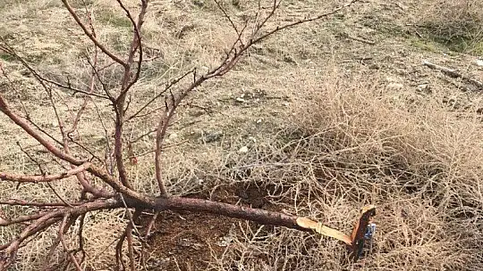 17 Bin TL Harcadı, Ağaçlarını Keseni Fotokapanla Yakaladı