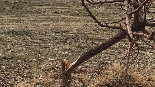 17 Bin TL Harcadı, Ağaçlarını Keseni Fotokapanla Yakaladı