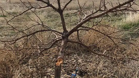 17 Bin TL Harcadı, Ağaçlarını Keseni Fotokapanla Yakaladı
