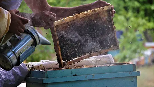 2 çocuk annesi 'Ben yaparım dedi' ve yaptı, devletten aldığı destek ile arıcı oldu
