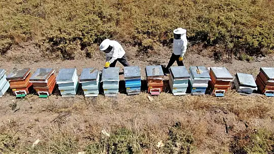 2000 rakımda tescilli geven balının hasadı başladı