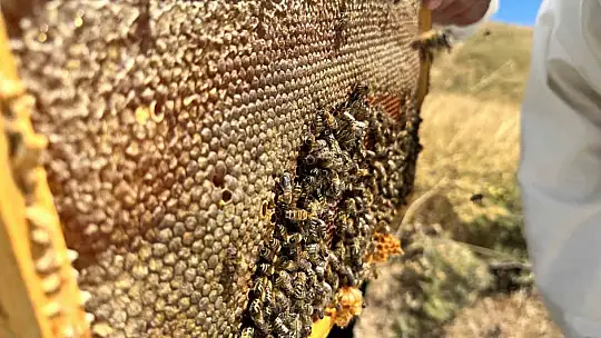 2000 rakımda tescilli geven balının hasadı başladı