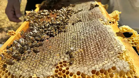 2000 rakımda tescilli geven balının hasadı başladı