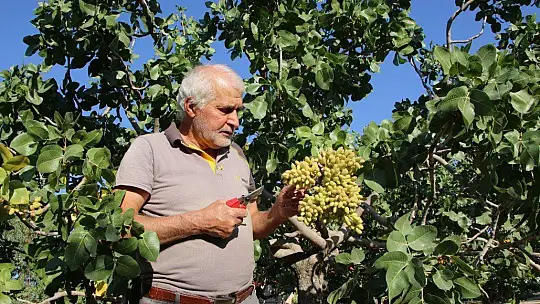 26 yıl önce hobi olarak diktiği fıstık ağaçları gelir kaynağı oldu