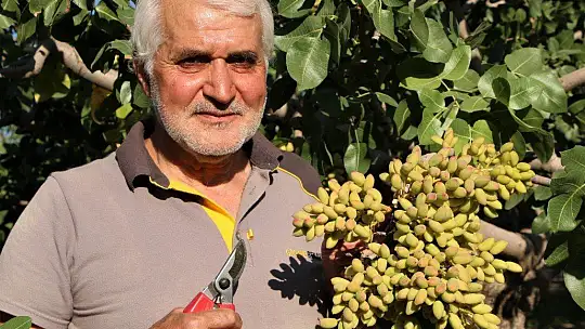26 yıl önce hobi olarak diktiği fıstık ağaçları gelir kaynağı oldu