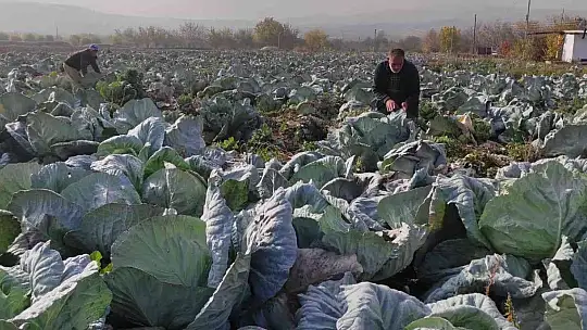 50 kilogramlık lahana üretti, Ukrayna ve Belçika'dan alıcıları var