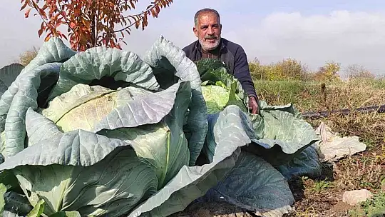 50 kilogramlık lahana üretti, Ukrayna ve Belçika'dan alıcıları var