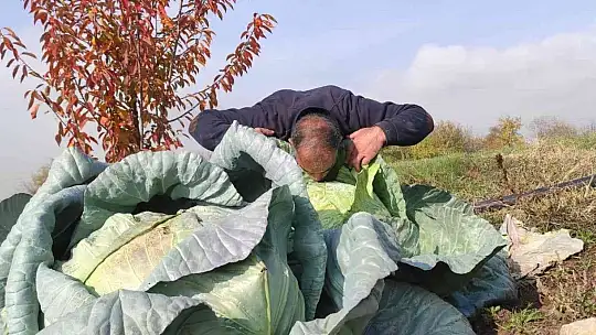 50 kilogramlık lahana üretti, Ukrayna ve Belçika'dan alıcıları var