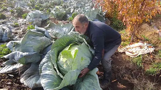50 kilogramlık lahana üretti, Ukrayna ve Belçika'dan alıcıları var