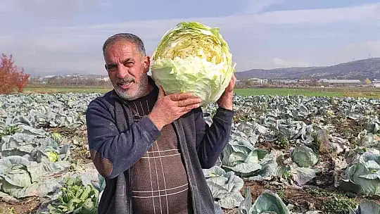 50 kilogramlık lahana üretti, Ukrayna ve Belçika'dan alıcıları var