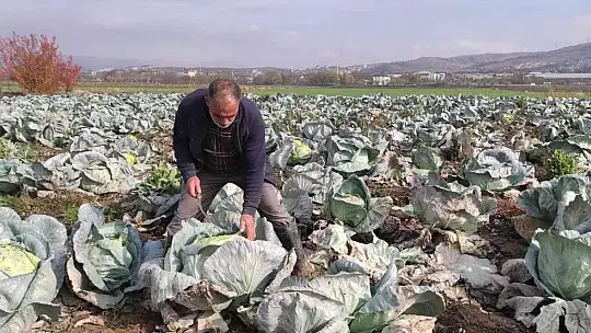 50 kilogramlık lahana üretti, Ukrayna ve Belçika'dan alıcıları var