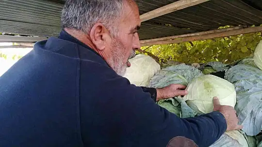 50 kilogramlık lahana üretti, Ukrayna ve Belçika'dan alıcıları var