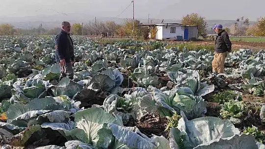 50 kilogramlık lahana üretti, Ukrayna ve Belçika'dan alıcıları var
