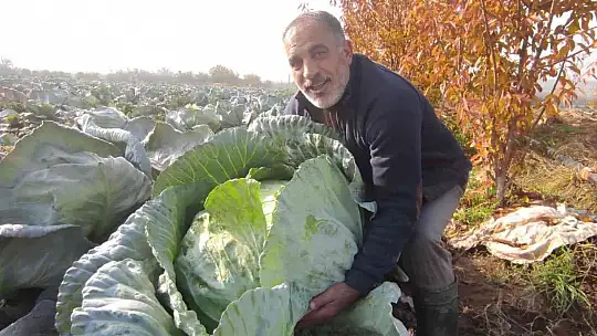 50 kilogramlık lahana üretti, Ukrayna ve Belçika'dan alıcıları var