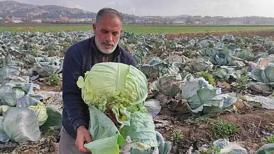 50 kilogramlık lahana üretti, Ukrayna ve Belçika'dan alıcıları var